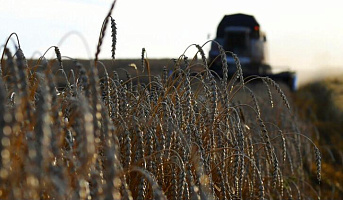 Путин заявил, что урожай зерновых в России в 2020 году может достигнуть 134 млн тонн
