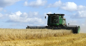Для покрытия местных потребностей ... Саудовская Аравия объявляет тендер на импорт пшеницы