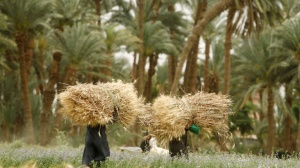 Египетское сельское хозяйство: наш экспорт проникает на мировые рынки, даже во время кризиса коронавируса