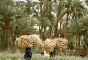 Египет впервые объявляет об экспорте качественной сельскохозяйственной продукции в две страны