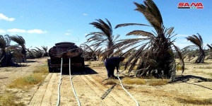 В Сирии под Тадмором восстанавливают центры по выращиванию финиковых пальм